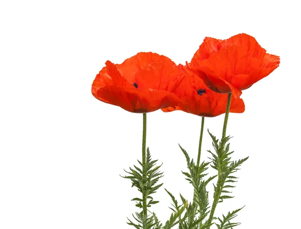 Papaver orientale (Oriental poppy) — Stock Photo, Image