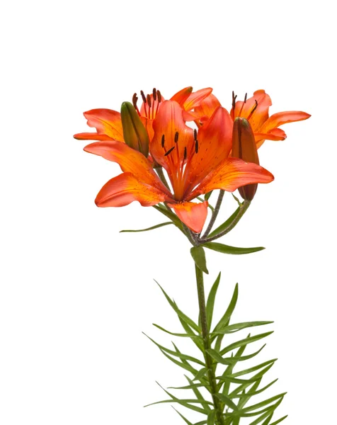 オレンジ色のユリの種 dahuricum — ストック写真