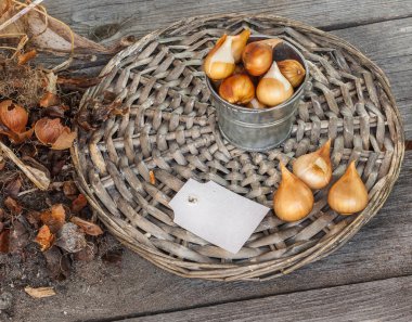 lale soğanı çiçeklenme sonra kazdık