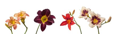 Set of 5 blossoming flowers daylily