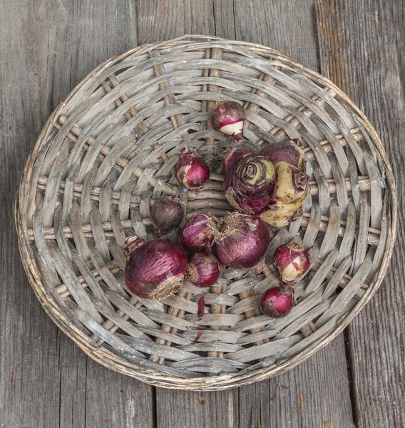 Hyacinth bulbs on wicker round — Stock Photo, Image