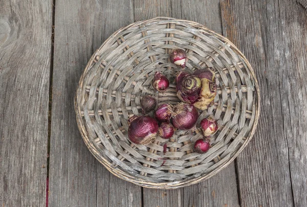 Hyacinth bulbs on wicker round — Zdjęcie stockowe