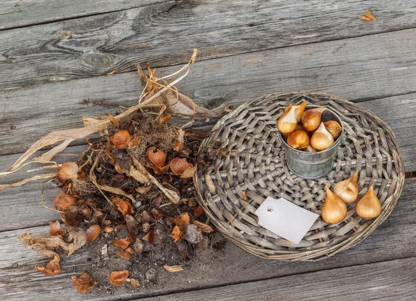 Creusé de bulbes de tulipes après la floraison — Photo