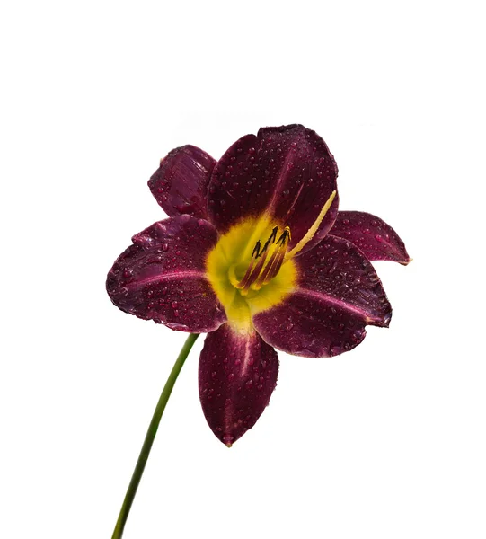 Dark purple daylily flower — Φωτογραφία Αρχείου