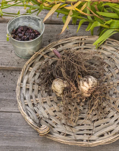 Tubers and bulbs lilies — Stock Photo, Image