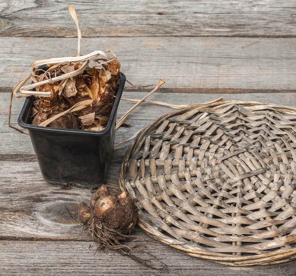 Narcissus bollen na de bloei — Stockfoto