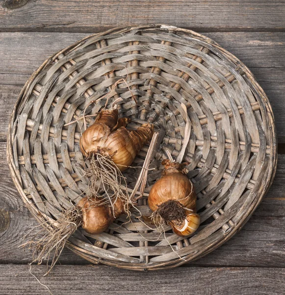 Narcissus bulbs after flowering — Stock Photo, Image