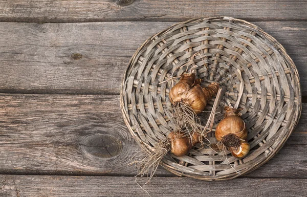 Narcissus bollen na de bloei — Stockfoto