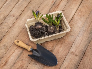 Blooming hyacinths and garden shovel