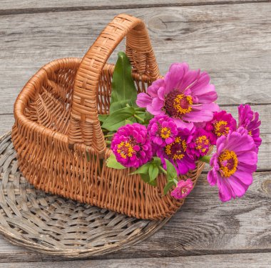 Bouquet with zinnia in basket