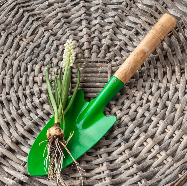 Blooming white muscari on shovel —  Fotos de Stock