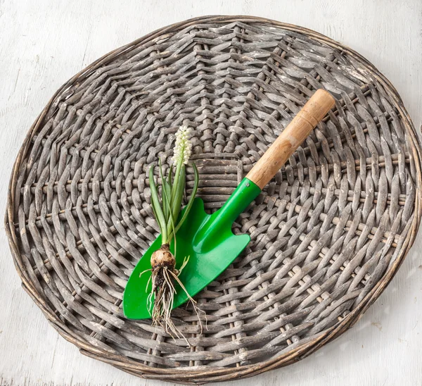 Blooming white muscari on shovel — Stockfoto