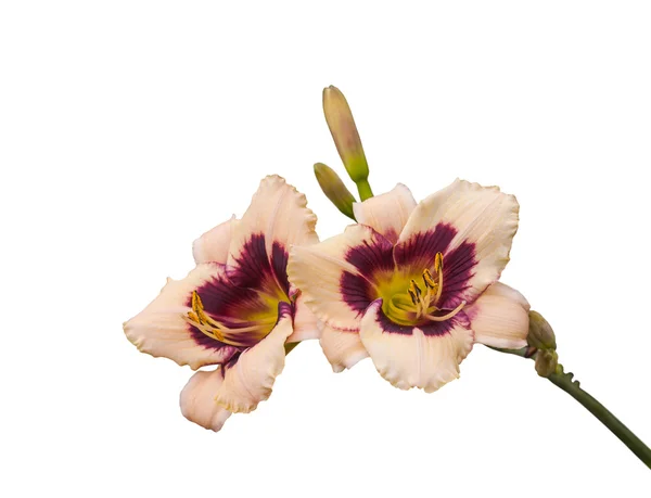 Two-colored hemerocallis, daylily — Φωτογραφία Αρχείου