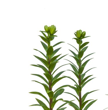 Tomurcukları zambaklarla Şubesi