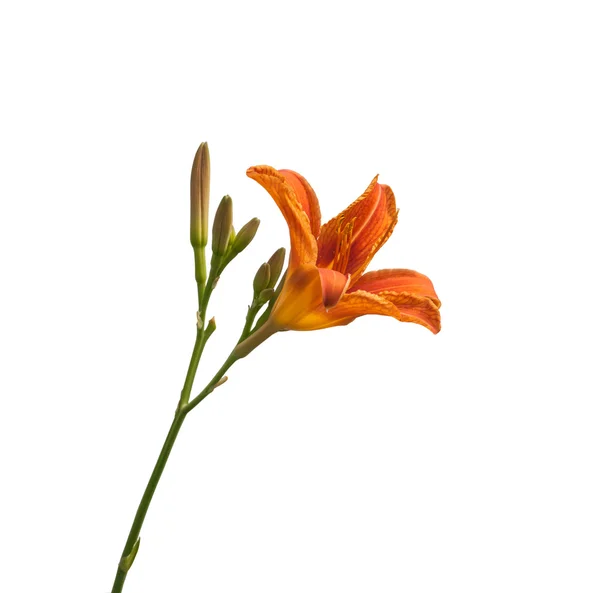 Flor Naranja Daylily — Foto de Stock