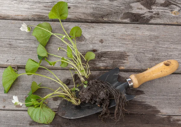 Part of the plants on wooden table —  Fotos de Stock