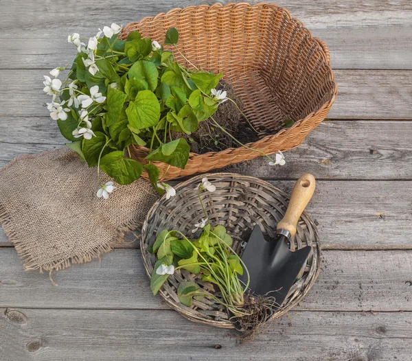 Viola odorata next to garden shovel — Zdjęcie stockowe