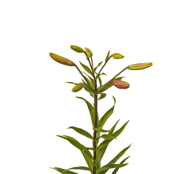 Branch of lilies with buds — Stock Photo, Image