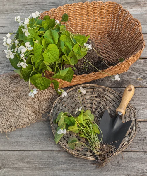 Viola odorata next to garden shovel — Stockfoto