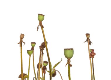 Beyaz haşhaş başları