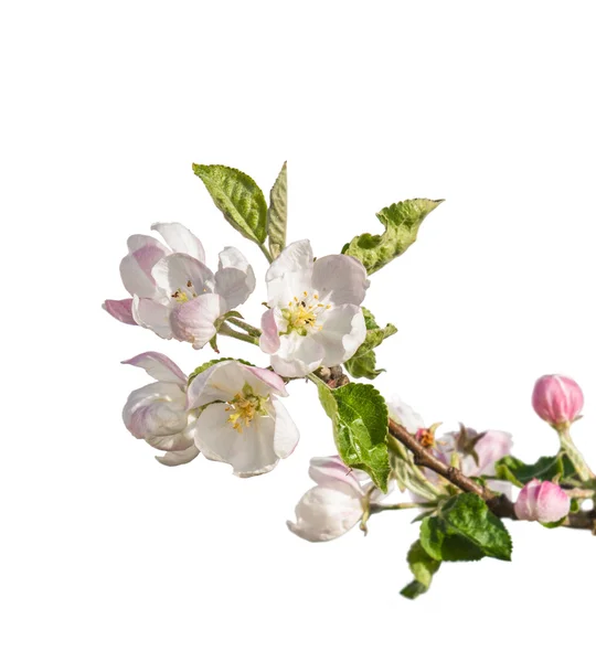 Spring flowering tree branch — Stock Photo, Image