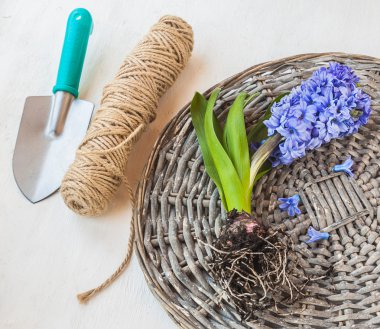 Kökleri ile ortaya çıkarıldı sümbül