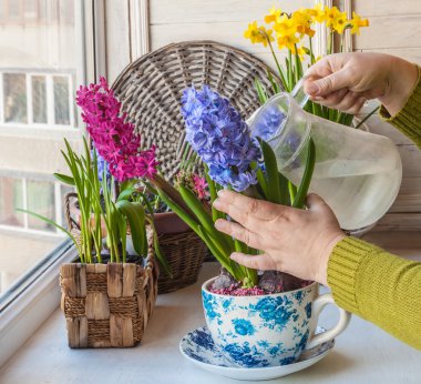 Erkek sulama saksı sümbül eller