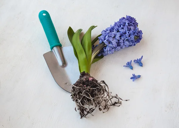 Hyacinth with roots with shovel — Stock Photo, Image