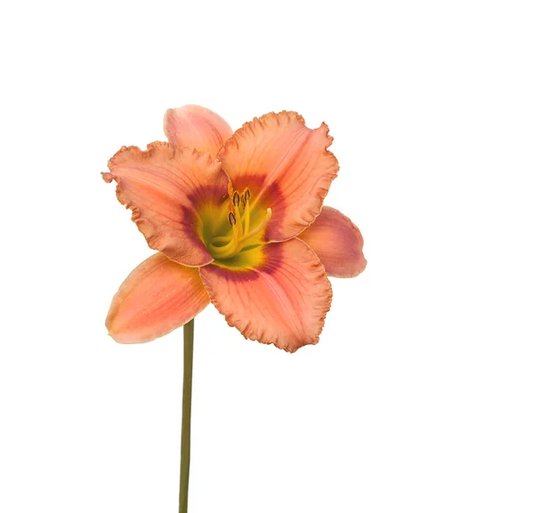 Σολομού χρώματος Daylily λουλούδι — Φωτογραφία Αρχείου