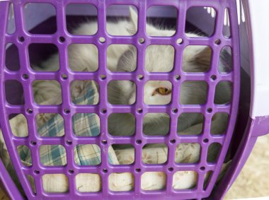 Plastik kafes içinde beyaz kedi