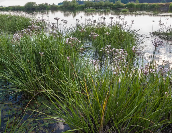 Łączeń baldaszkowy umbellatus roślin — Zdjęcie stockowe