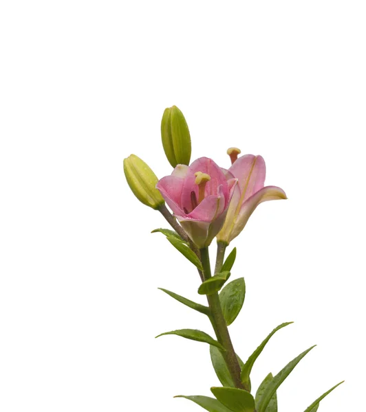 Der Zweig der Lilien mit Knospen — Stockfoto