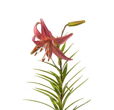 pembe lilyum Şubesi