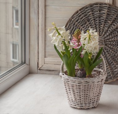 Sümbül beyaz sepet içinde