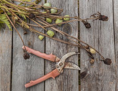 poppy, soluk kaynaklanıyor