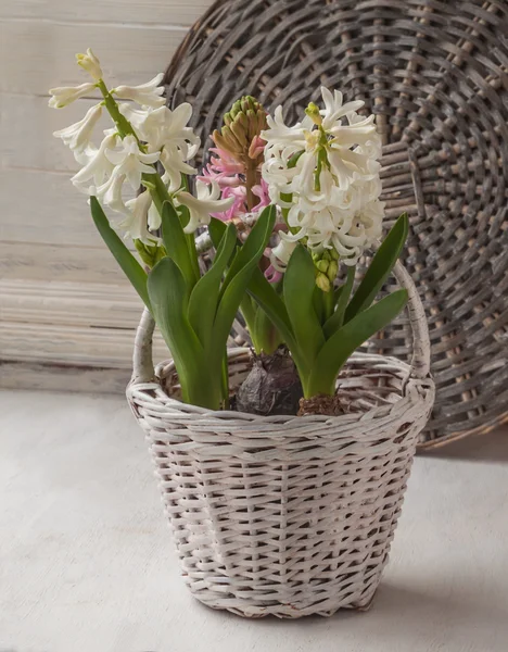 Hyacinten in witte mand — Stockfoto