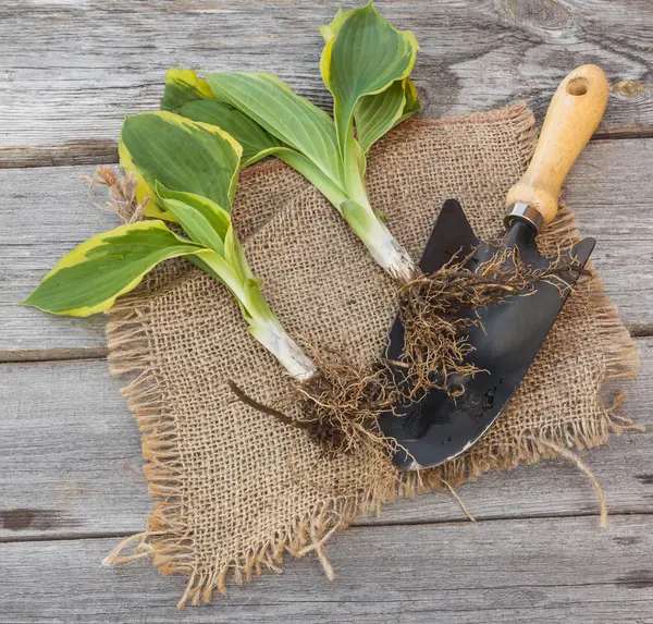 Hosta y herramientas de jardín — Foto de Stock