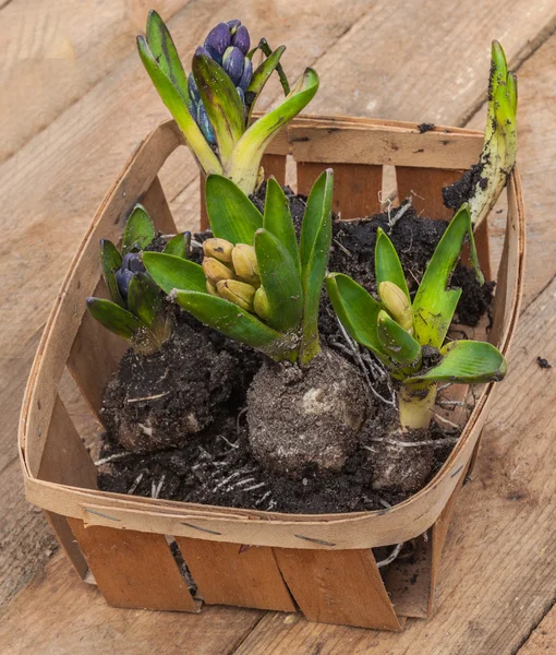 Blooming hyacinths in basket — Stock Photo, Image