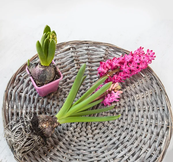 Blooming hyacinth with roots — Stock Photo, Image