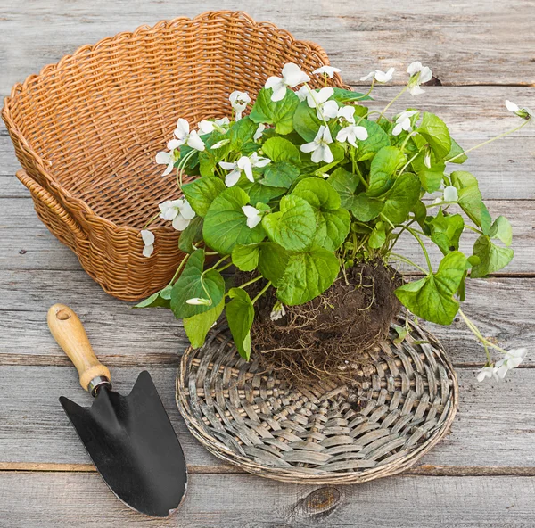 White violet with basket — Stock Photo, Image