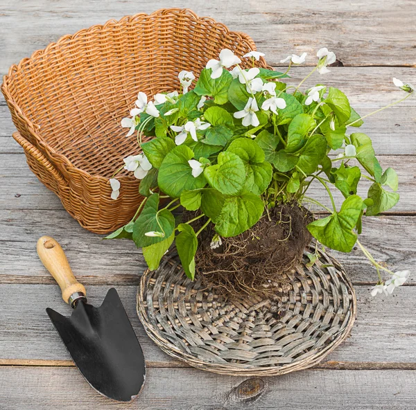 Weiß violett mit Korb — Stockfoto