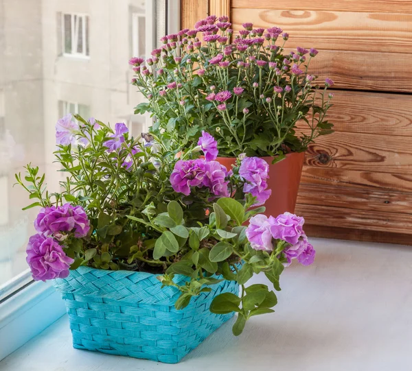 Petunias and chrysanthemums on a window — Stock Photo, Image