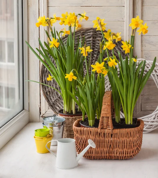 Daffodils in  basket and a decorative watering can — Stock Photo, Image