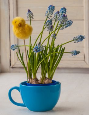 Mavi Kupası'nda mavi muscaries