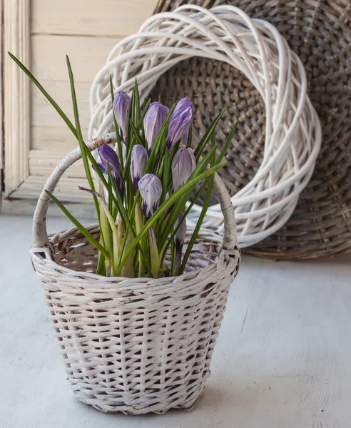 Våren Stilleben med krokusar på fönstret — Stockfoto