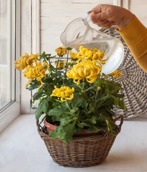 Grande giallo crisantemo in vaso di irrigazione — Foto Stock