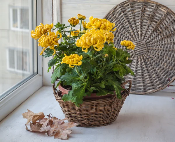 Gula krysantemum grandiflora buske — Stockfoto