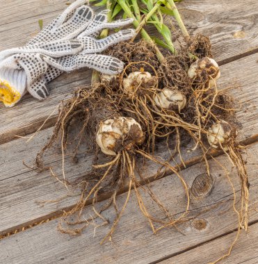 Lilyum dauricum (pensylvanicum) ampul