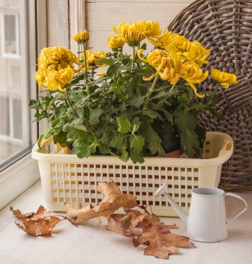 İle sarı Kasımpatı sonbahar natürmort