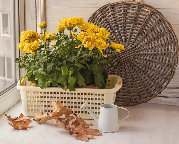 Outono ainda vida com crisântemo amarelo — Fotografia de Stock